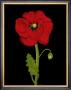 Red Poppy by Soraya Chemaly Limited Edition Print