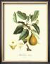 Pear by Pierre-Antoine Poiteau Limited Edition Print