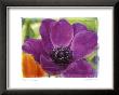 Purple Anemones I by Amy Melious Limited Edition Print