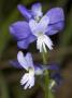 Polygala Vulgaris Subsp. Nicaeensis, La Polygala De Nice, Or Milkwort by Stephen Sharnoff Limited Edition Pricing Art Print