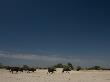 Herd Of African Buffalo Walking Across A Desert Plain by Beverly Joubert Limited Edition Pricing Art Print