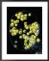 Green Algae, Characiosiphon, - A Large Multinucleated Coenocytis With Numerous Chloroplasts by Peter Siver Limited Edition Print