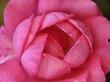 Close-Up Of A Pink Rose, With Its Petals Just Opening by Stephen Sharnoff Limited Edition Print