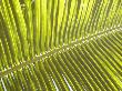 Pattrn Of A Tropical Palm Frond, Backlit Against The Sky by Stephen Sharnoff Limited Edition Print
