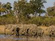 Herd Of African Elephants At A Watering Hole by Beverly Joubert Limited Edition Print