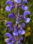 Purple Flowers Of A Salvia Or Sage, Probably Salvia Nemorosa by Stephen Sharnoff Limited Edition Print