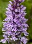 Dactylorhiza Fuchsii, The Common Spotted Orchid by Stephen Sharnoff Limited Edition Print