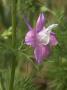 Close-Up Of A Pink And White Flower Of Consolida, Or Larkspur by Stephen Sharnoff Limited Edition Print