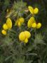 Flowers Of Ononis Natrix, La Coquesigrue, Or Large Yellow Restharrow by Stephen Sharnoff Limited Edition Print