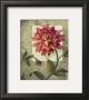 Trellised Dahlia by Lisa Audit Limited Edition Pricing Art Print