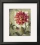 Trellised Dahlia by Lisa Audit Limited Edition Print