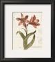 December Amaryllis by Katie Pertiet Limited Edition Pricing Art Print