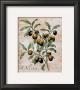 Olives by Renee Bolmeijer Limited Edition Print