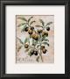 Olives by Renee Bolmeijer Limited Edition Pricing Art Print