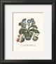 Gloxinia by Victoria Morland Limited Edition Print