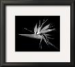 Bird Of Paradise by Harold Silverman Limited Edition Print
