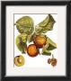 Apricots by Henri Du Monceau Limited Edition Pricing Art Print