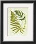 Fern With Crackle Mat Iii by Samuel Curtis Limited Edition Print