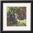 Prunes by Clauva Limited Edition Pricing Art Print