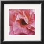 Salmon Rose by Prades Fabregat Limited Edition Print