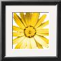 Yellow Daisy by Prades Fabregat Limited Edition Print