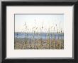 Coastal Grasses by Jeff Kauck Limited Edition Print