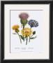 Centaurea Montana by Jane W. Loudon Limited Edition Print