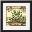 Thyme by Theodor De Bry Limited Edition Pricing Art Print