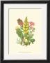 Summer Garden X by Anne Pratt Limited Edition Pricing Art Print