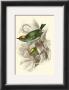 Fire-Crowned And Common Goldcrest by Sir William Jardine Limited Edition Print
