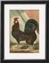 Roosters V by Cassell Limited Edition Print
