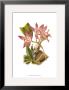 Blushing Orchids I by Van Houtt Limited Edition Pricing Art Print