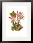 Blushing Orchids I by Van Houtt Limited Edition Print