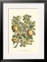 Quince Tree Branch by Henri Du Monceau Limited Edition Pricing Art Print