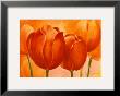 Peach Tulips by Susanne Bach Limited Edition Pricing Art Print