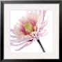 Pink Flower by Ian Winstanley Limited Edition Pricing Art Print