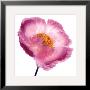 Pink Poppy by Ian Winstanley Limited Edition Print