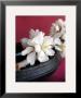 White Blossom by Amelie Vuillon Limited Edition Print