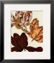 Tulip Ii by Sophie Coryndon Limited Edition Print