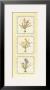 Floral Bulbs I by T. C. Chiu Limited Edition Pricing Art Print