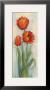 Rembrandt Tulips by Carol Rowan Limited Edition Pricing Art Print