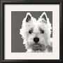 West Highland Terrier by Emily Burrowes Limited Edition Pricing Art Print