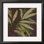 Eden Leaf by Debbie Halliday Limited Edition Print