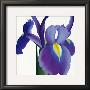 Iris by Stephanie Andrew Limited Edition Pricing Art Print