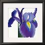 Iris by Stephanie Andrew Limited Edition Print