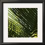 Palm Trees, Dominican Republic, Punta Cana by Lisa Engelbrecht Limited Edition Pricing Art Print