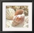 Coral Shell Ii by Donna Geissler Limited Edition Pricing Art Print