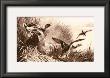 Ducks by Archibald Thorburn Limited Edition Pricing Art Print