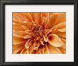 Graphic Dahlia I by Rachel Perry Limited Edition Print