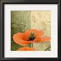 Orange Poppies Iii by Patty Q. Limited Edition Pricing Art Print
